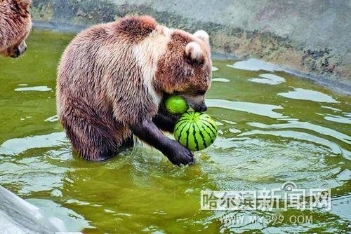 娱乐吃瓜酱小动物视频,小动物娱乐视频大盘点